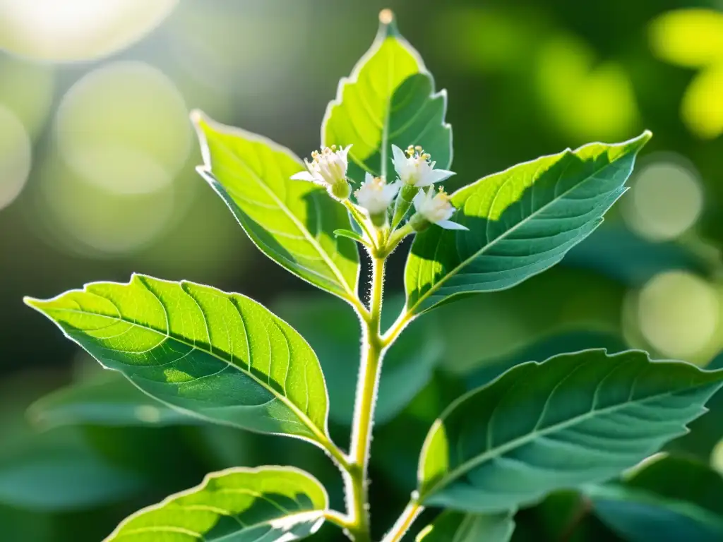 Ashwagandha: Detalles vibrantes en verde Detalle ultrarrealista de una planta vibrante de Ashwagandha, resaltando su belleza y complejidad natural